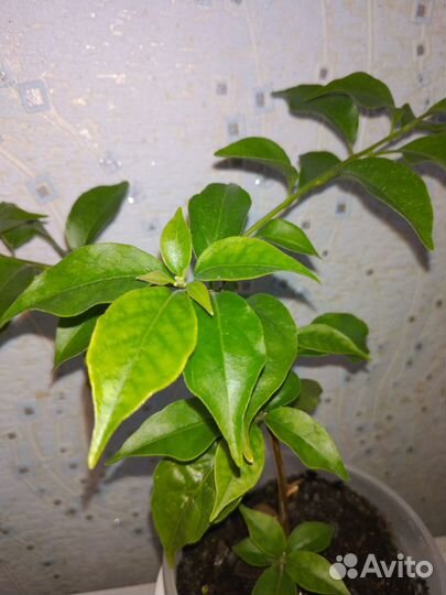 5.10 для Pioneer BDP-LX55