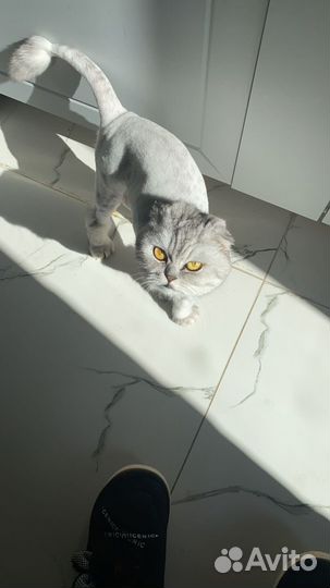 Шотландский кот