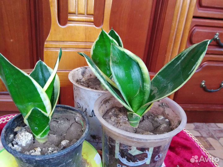 Сансевиерия