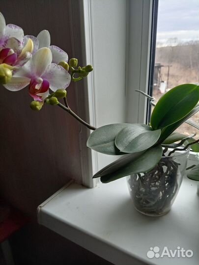 Орхидея Rotterdam