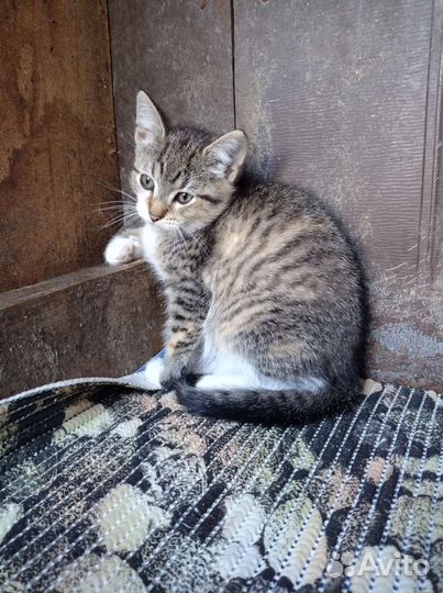 Кошечка 3 месяца, ждёт своих родителей