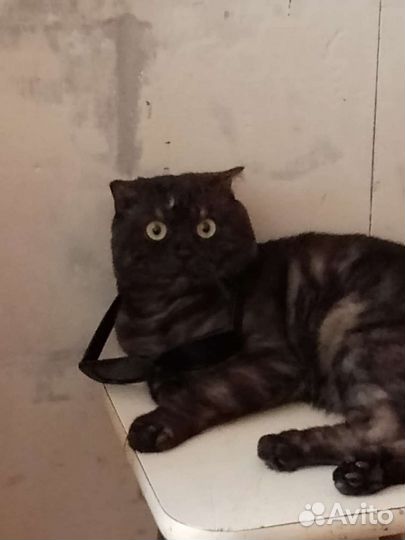 Отдам кота в хорошие руки кот Василий