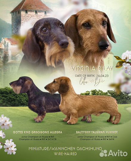 Щенки жесткошерстной таксы