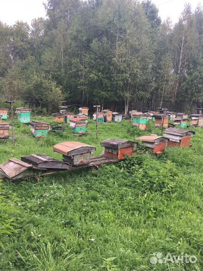 Пасека, пчёлы, инвентарь