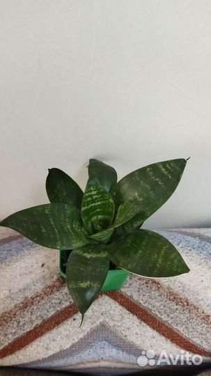 Сансевиерия сортовая