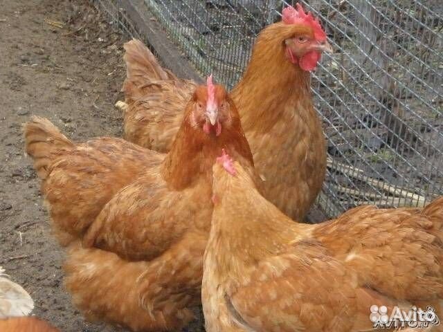 Продам кур несушек возраст 1 год