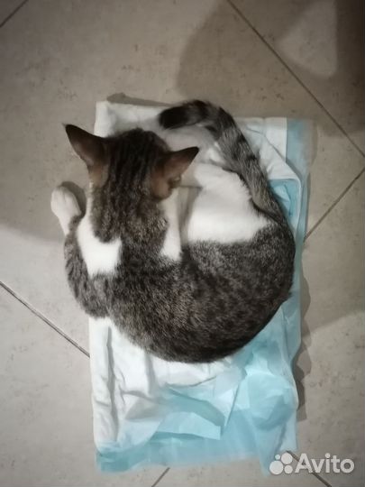 Кот