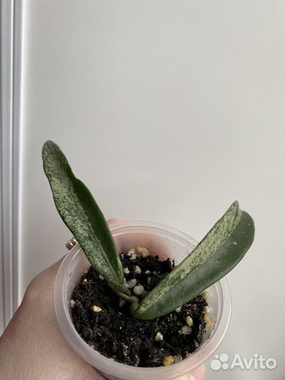 Хойи укорененные