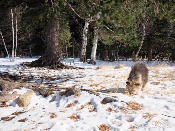 Экскурсия из Иркутска в Аршан: горы, водопады и це