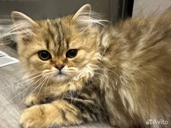 Кошки бесплатно