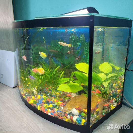 Аквариум с рыбками