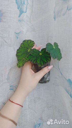 Бегония чёрная Мамба, серебристо-крапчатая