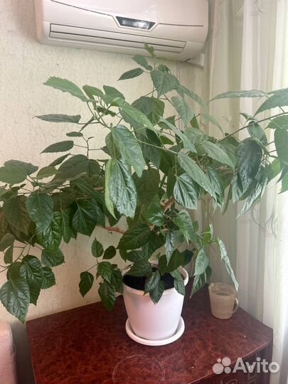 Гибискус. Китайская роза