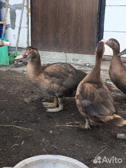 Индоутки (Красный бык) на племя