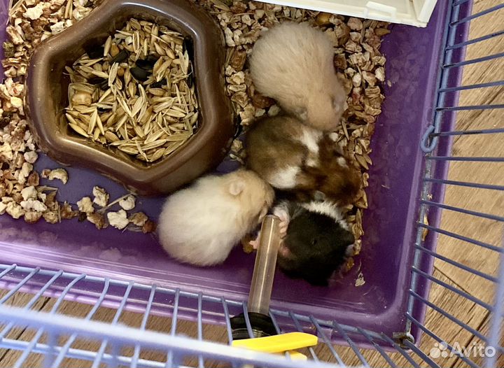 Хомяк сирийский ручной