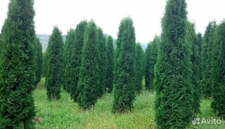 Туя крупномер