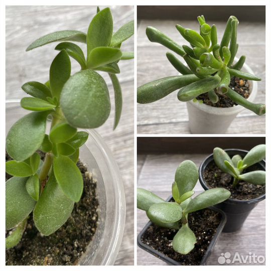 Цветы комнатные