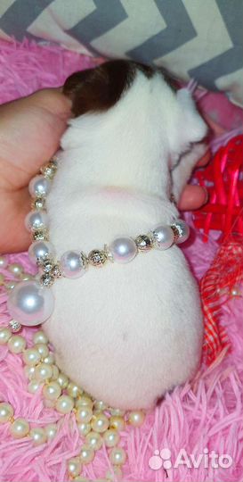 Супер кукольные минюшечки чихуахуа,доставка