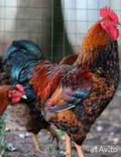 Кучинский петух