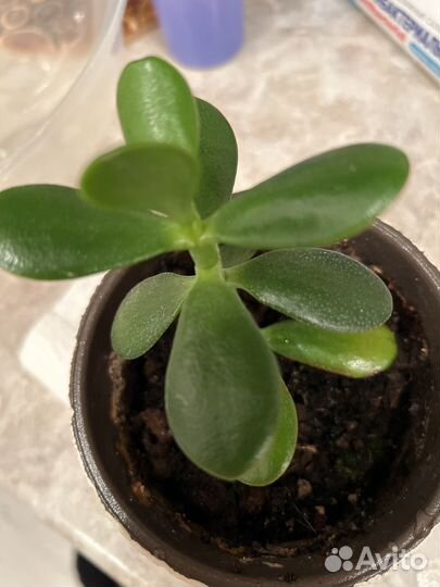 Денежное дерево толстянка крассула