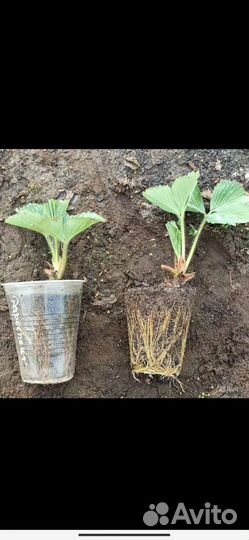 Саженцы клубники