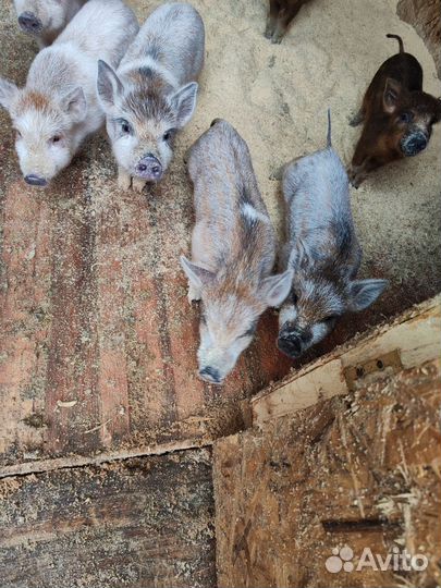 Поросята ландрас дюрок