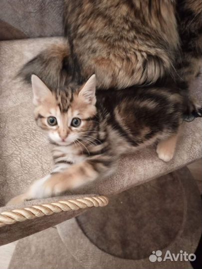 Котята разных окрасов