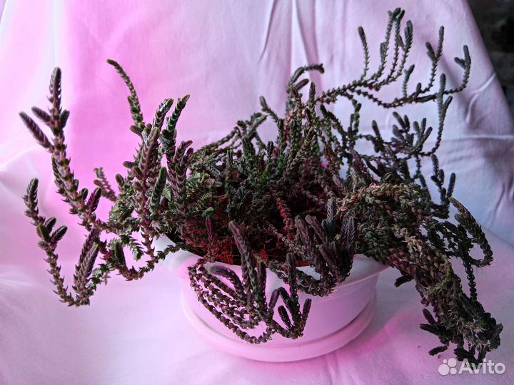 Цветы суккуленты