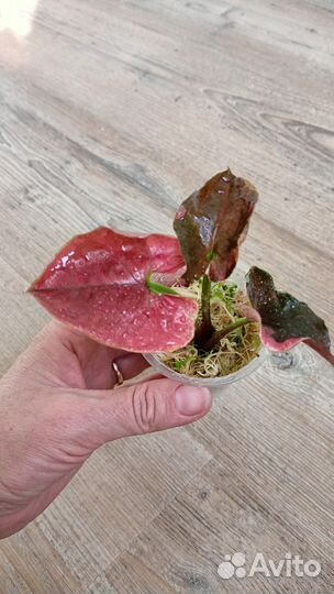 Сингониум, эпипремнум