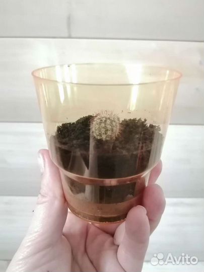 Кактус
