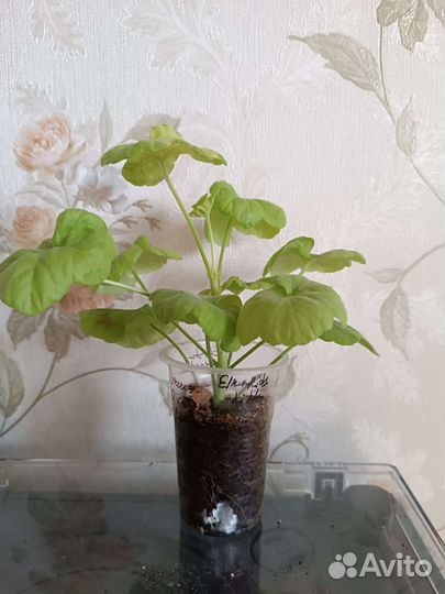 Пеларгонии золотолистные