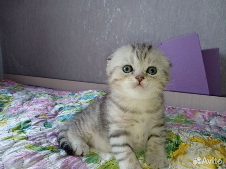 Шотландские котята