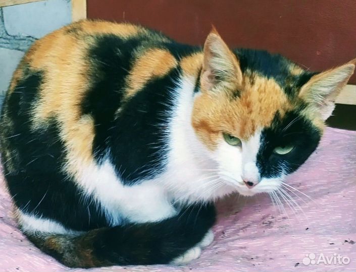 В добрые руки