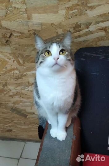 Стерилизованная молодая кошечка в добрые руки