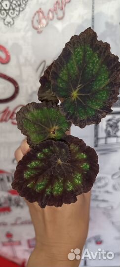 Бегония декоративно лиственная