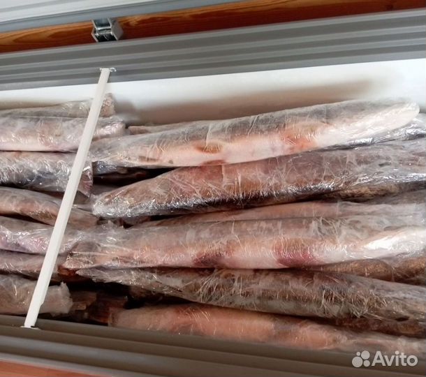 Щука свежемороженная икряная астраханская