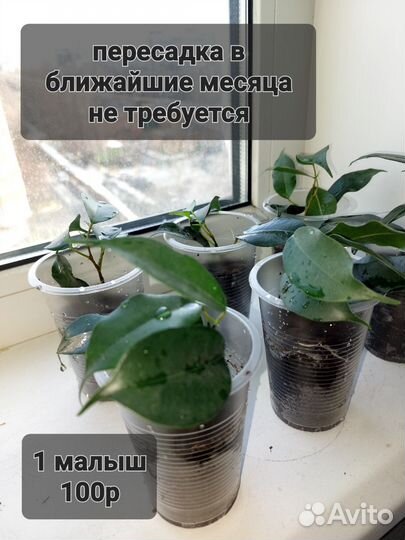 Фикус бенджамина