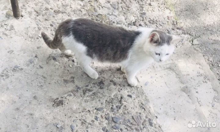 Котик