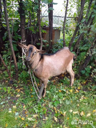 Чешский козел