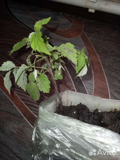 Саженцы малины