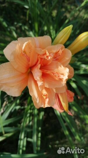 Цветы лилейники