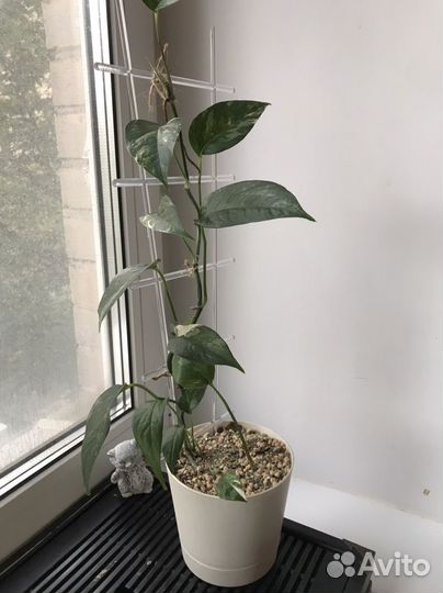 Эпипремнум пиннатум вайт