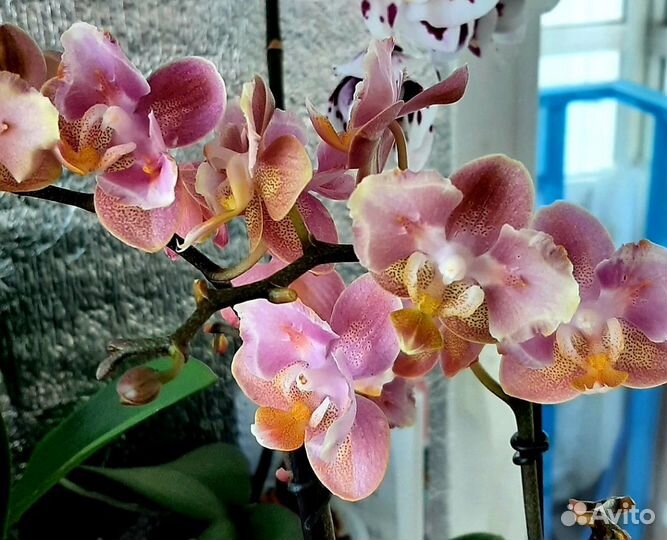 Орхидея фаленопсис Парфюмерная фабрика бабочка