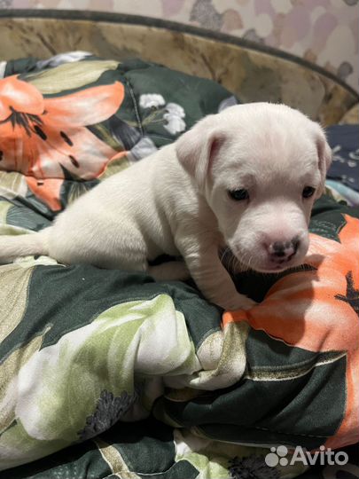 Щенки джек рассел терьер гладкошерстный