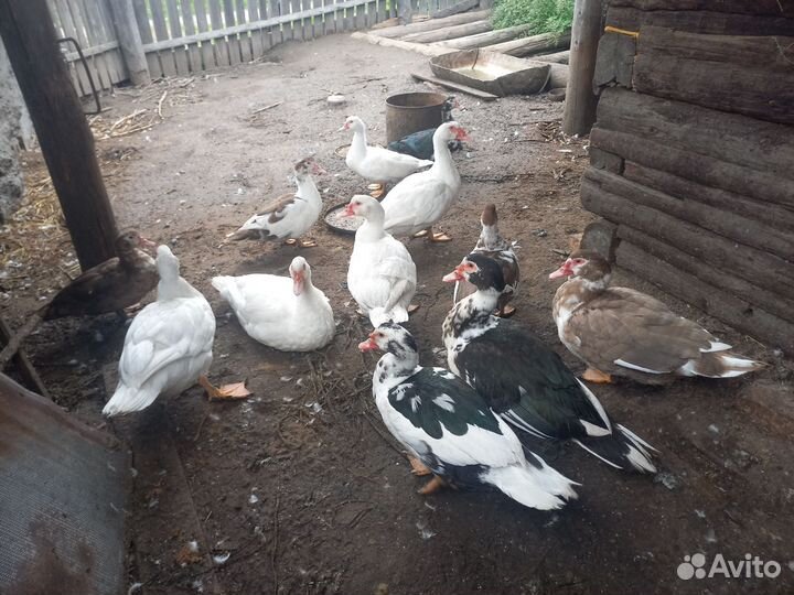 Утки индоутки