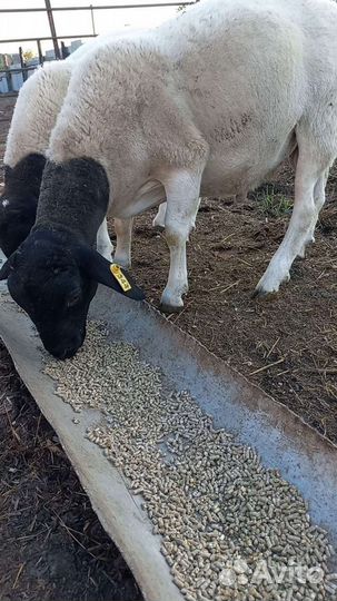 Дорпер, Дорпер кросс, бараны на племя