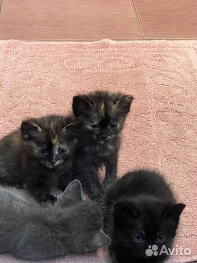 Котята в добрые руки