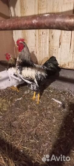 Петухи