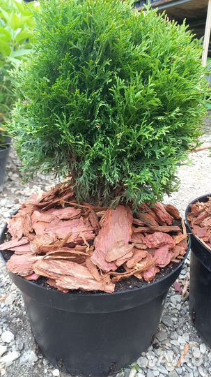 Мульча кора лиственницы в наличии