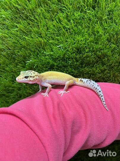 Эублефар геккон ящерица